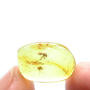 Baltic Two Biting Midges In Dominican Amber