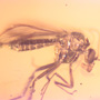 Baltic Two Biting Midges In Dominican Amber