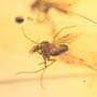 Baltic Two Biting Midges In Dominican Amber