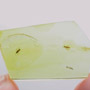 Baltic  Two Dark Winged Fungus Gnat And Botanical In Dominican Amber