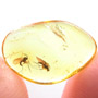 Baltic Two Dark Winged Fungus Gnats In Dominican Amber