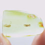 Baltic  Two Dark Winged Fungus Gnats In Dominican Amber