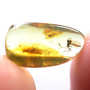 Baltic Two Fungus Gnats In Dominican Amber