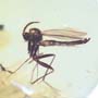 Baltic Two Fungus Gnats In Dominican Amber