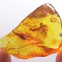 Baltic  Two Fungus Gnats In Dominican Amber