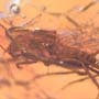 Baltic  Two Fungus Gnats In Dominican Amber