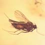 Baltic  Two Fungus Gnats In Dominican Amber
