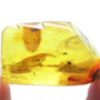 Baltic Two Fungus Gnats In Dominican Amber
