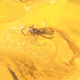 Baltic Two Fungus Gnats In Dominican Amber