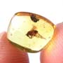 Baltic   Two Long Legged Flies In Dominican Amber