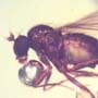 Baltic   Two Long Legged Flies In Dominican Amber