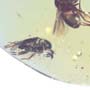 Baltic   Two Long Legged Flies In Dominican Amber