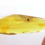 Baltic Two Long Legged Flies In Dominican Amber