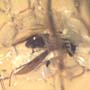 Baltic Two Long Legged Flies In Dominican Amber