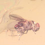 Baltic Two Long Legegd Flies In Dominican Amber