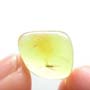 Baltic Biting Midge In Dominican Amber