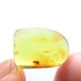 Baltic Biting Midge In Dominican Amber