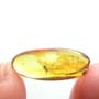 Baltic Biting Midge In Dominican Amber