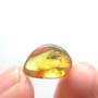 Baltic Biting Midge In Dominican Amber