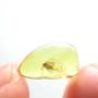 Baltic Biting Midge In Dominican Amber