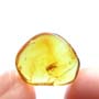 Baltic Biting Midge In Dominican Amber
