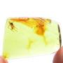 Baltic Biting Midge In Dominican Amber
