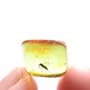 Baltic Biting Midge In Dominican Amber