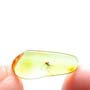 Baltic Biting Midge In Dominican Amber