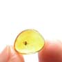 Baltic Biting Midge In Dominican Amber