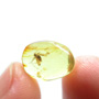 Baltic Biting Midge In Dominican Amber