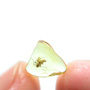 Baltic Caddisfly, Biting Midge And Six Mites In Dominican Amber