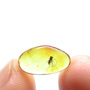 Baltic Biting Midge In Dominican Amber
