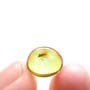 Baltic Biting Midge In Dominican Amber