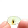 Baltic Biting Midge In Dominican Amber