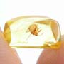 Baltic Bloated Worker Ant In Dominican Amber