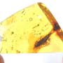 Baltic Bristletail In Dominican Amber