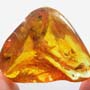 Baltic Caddisfly, Biting Midge And Moth Fly In Dominican Amber