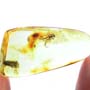 Baltic Caddislfy  In Dominican Amber