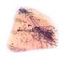 Baltic Crane Fly In Dominican Amber