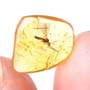 Baltic Crane Fly In Dominican Amber