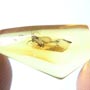 Baltic Dark Winged Fungus Gnat In Dominican
