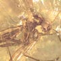 Baltic Dark Winged Fungus Gnat In Dominican