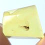 Baltic Dark Winged Fungus Gnat In Dominican Amber