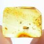 Baltic Dark Winged Fungus Gnat In Dominican Amber