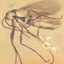 Baltic Dark Winged Fungus Gnat In Dominican Amber