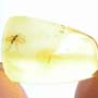 Baltic Dark Winged Fungus Gnat In Dominican Amber