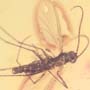 Baltic Dark Winged Fungus Gnat In Dominican Amber