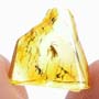 Baltic Dark Winged Fungus Gnat In Dominican Amber
