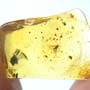 Baltic Dark Winged Fungus Gnat In Dominican Amber