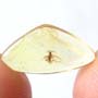 Baltic Dark Winged Fungus Gnat In Dominican Amber